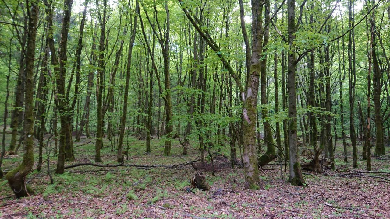 Ferienwohnung Haus Hasenmüller Schmiedefeld am Rennsteig Exterior foto